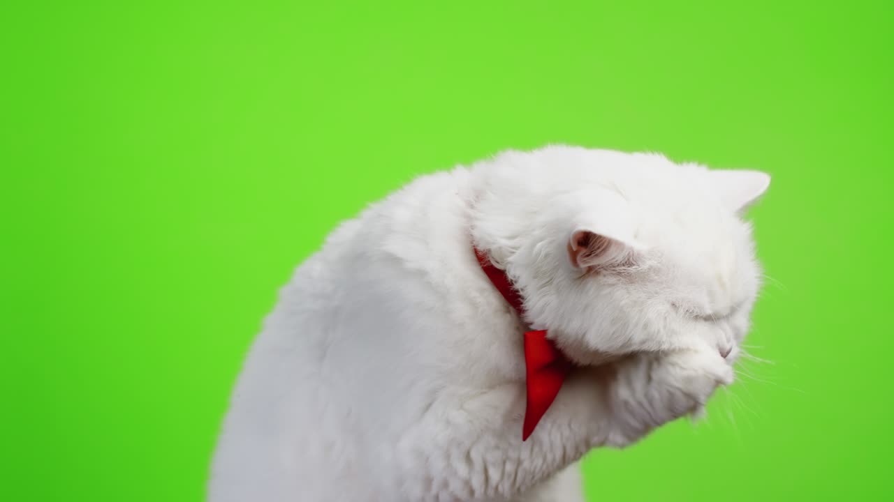 Close portrait of white furry cat in bowtie washes, licks his paw and rubs muzzle. Studio footage. Luxurious domestic kitty poses on green chromakey wall background.