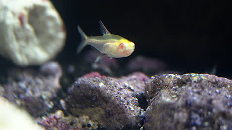 阿爾比諾魚 (albino fish) 的口腔大開