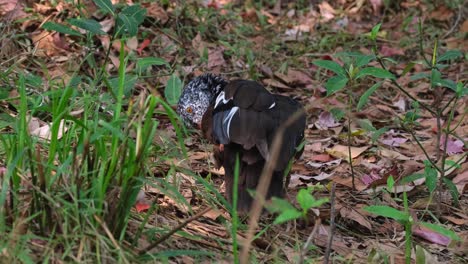 white-winged duck, asarcornis scutulata, thailand