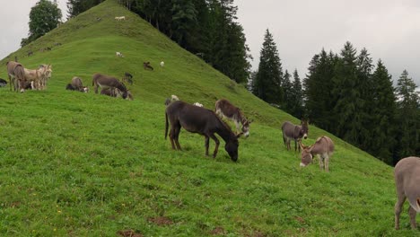 a wide view of a large group of donkeys grazing on a steep, grassy hillside in the swiss alps, surrounded by trees and wildflowers