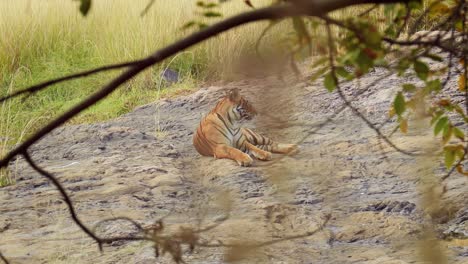 bengal tiger is a panthera tigris population native to the indian subcontinent. ranthambore national park sawai madhopur rajasthan india.