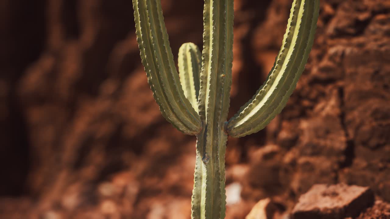 cactus en el desierto de arizona cerca de piedras de roca roja