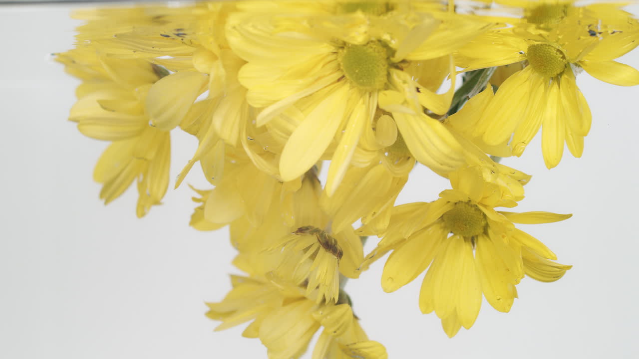 tallo de flores amarillas daisy sumergido bajo el agua fondo blanco