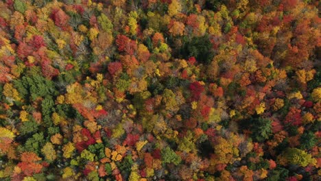 birdseye aerial view of colorful forest in autumn colors, vivid foliage on sunny fall day, top down drone shot