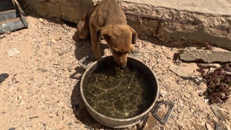 A-charming-dog-quenching-its-thirst-from-a-pot,-displaying-a-blend-of-elegance-and-simplicity-in-a-candid-moment-of-domestic-life