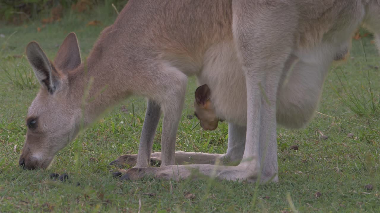 madre y joey canguro comiendo hierba en el campo - símbolo de australia