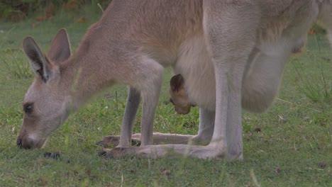 mother and joey kangaroo eating grass on field - symbol of australia