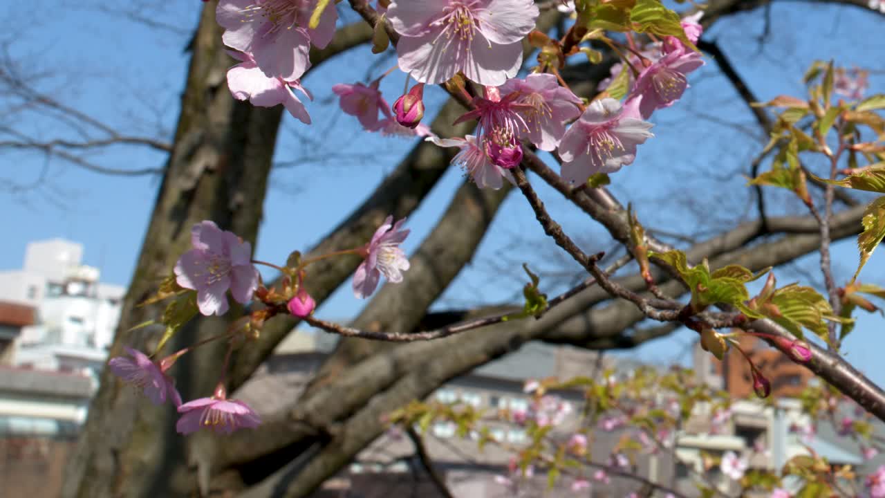 Fiori di ciliegio rosa sbocciano sui rami contro un cielo blu nel Giardino Kenrokuen in Giappone.