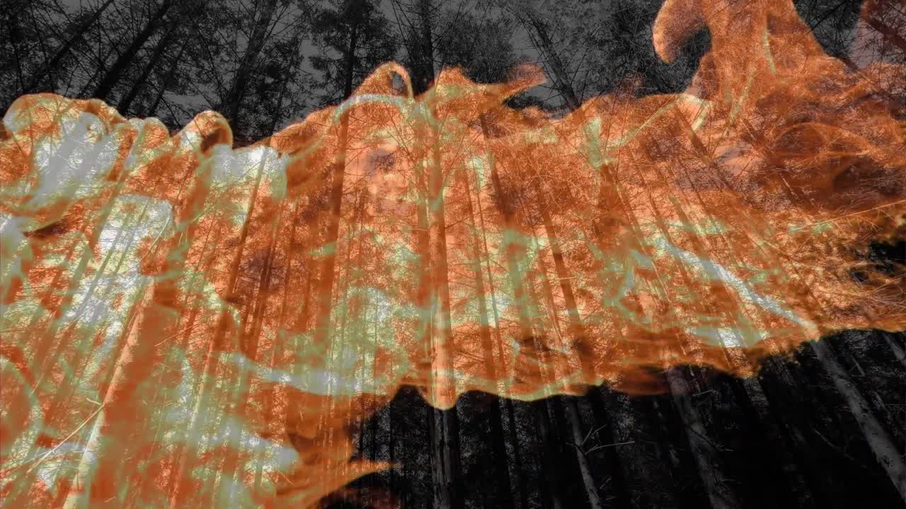 숲에서 나무 위에 불꽃의 애니메이션