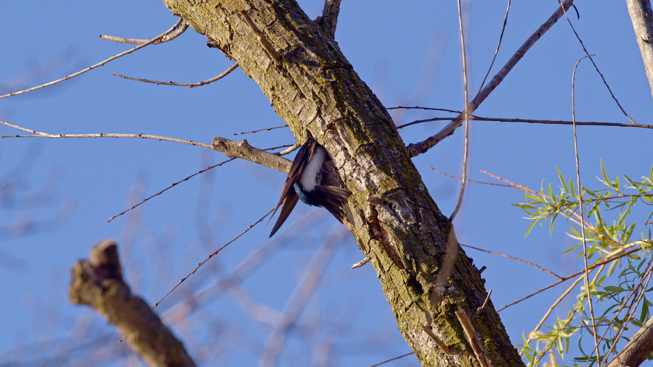 Nest-building in progress: a purple martin stuffs a tree hole in slow motion.