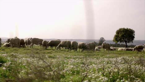 grazing sheep in natural environment