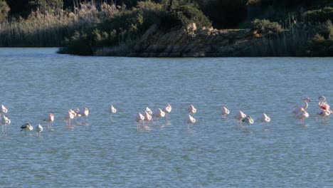 Tiro-De-Cerca-En-Cámara-Lenta-De-Una-Bandada-Salvaje-De-Flamencos-Rosas-Parados-En-Una-Laguna-Costera-Poco-Profunda-Cerca-De-La-Playa-En-Cerdeña,-Italia