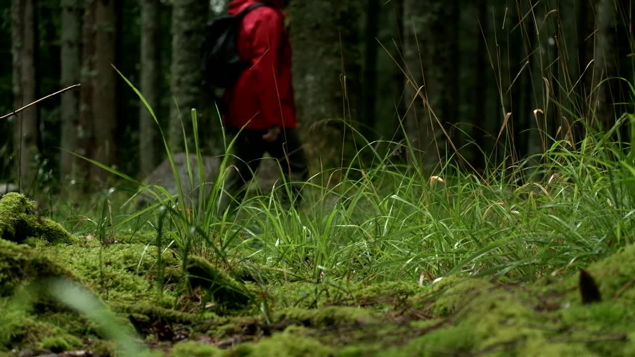 A lone hiker in a red jacket walks silently among old tall trees in a dense, tranquil forest in the background with grass on the foreground