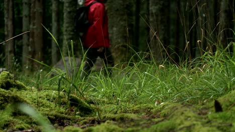 a lone hiker in a red jacket walks silently among old tall trees in a dense, tranquil forest in the background with grass on the foreground