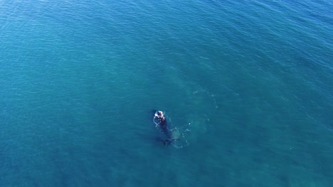 whale breathing blowing out spray on the surface - aerial wide angle shot