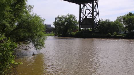 ducks and ducklings hanging out under a lift bridge in cleveland ohio along the cuyahoga river