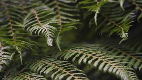 slow motion closeup shot of perfect fern leaves in the new zealand countryside