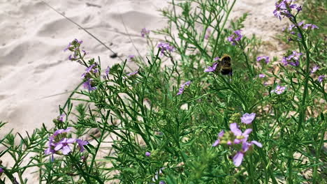 abejorro volando de flor violeta en flor violeta