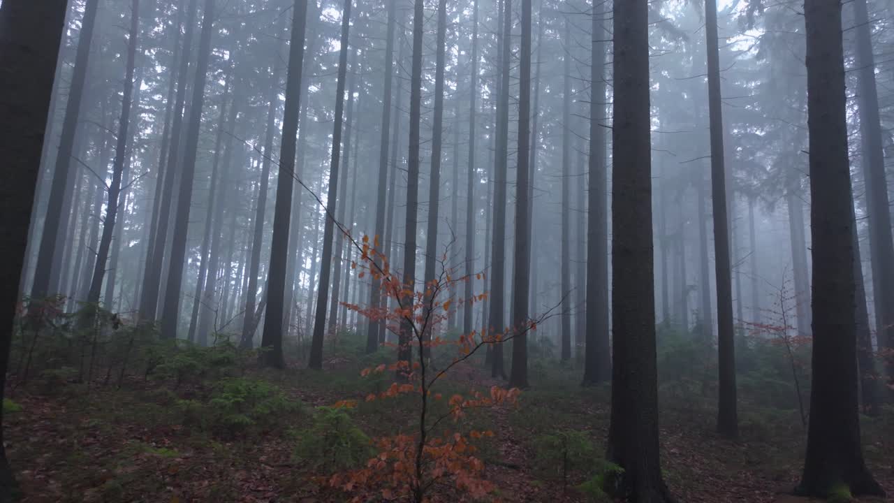 Shadowy forest wrapped in fog where tall trees form a haunting mysterious scene