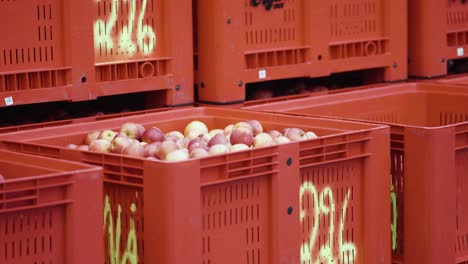 cajas llenas de manzanas rojas y amarillas frescas de los árboles, esperando el transporte en un huerto rural