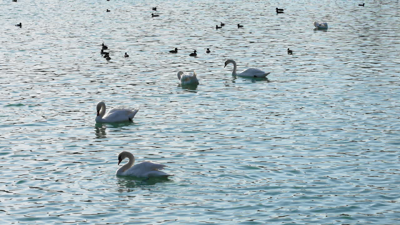 Graceful white swans and small black coots peacefully swimming and foraging on a lake, Zbilje lake, Slovenia