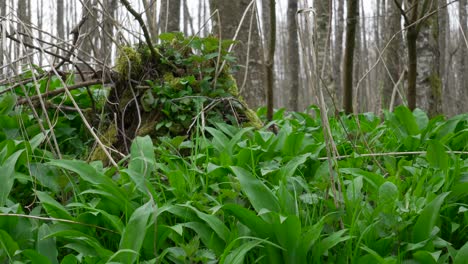 closeup of wild garlic leafy greens in forest at low angle to ground