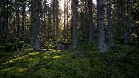 Moosiger-Grüner-Wald-Am-Sonnigen-Nachmittag,-Zeitraffer