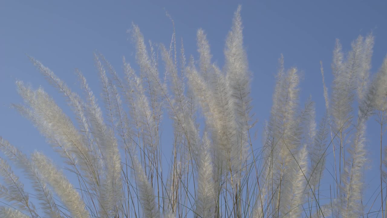 가을 하늘에 카슈 꽃이 피고 있다