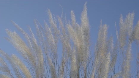 las flores de kash están floreciendo en el cielo de otoño