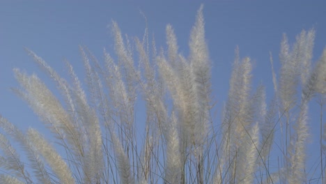 秋天天天空中開花的卡什花