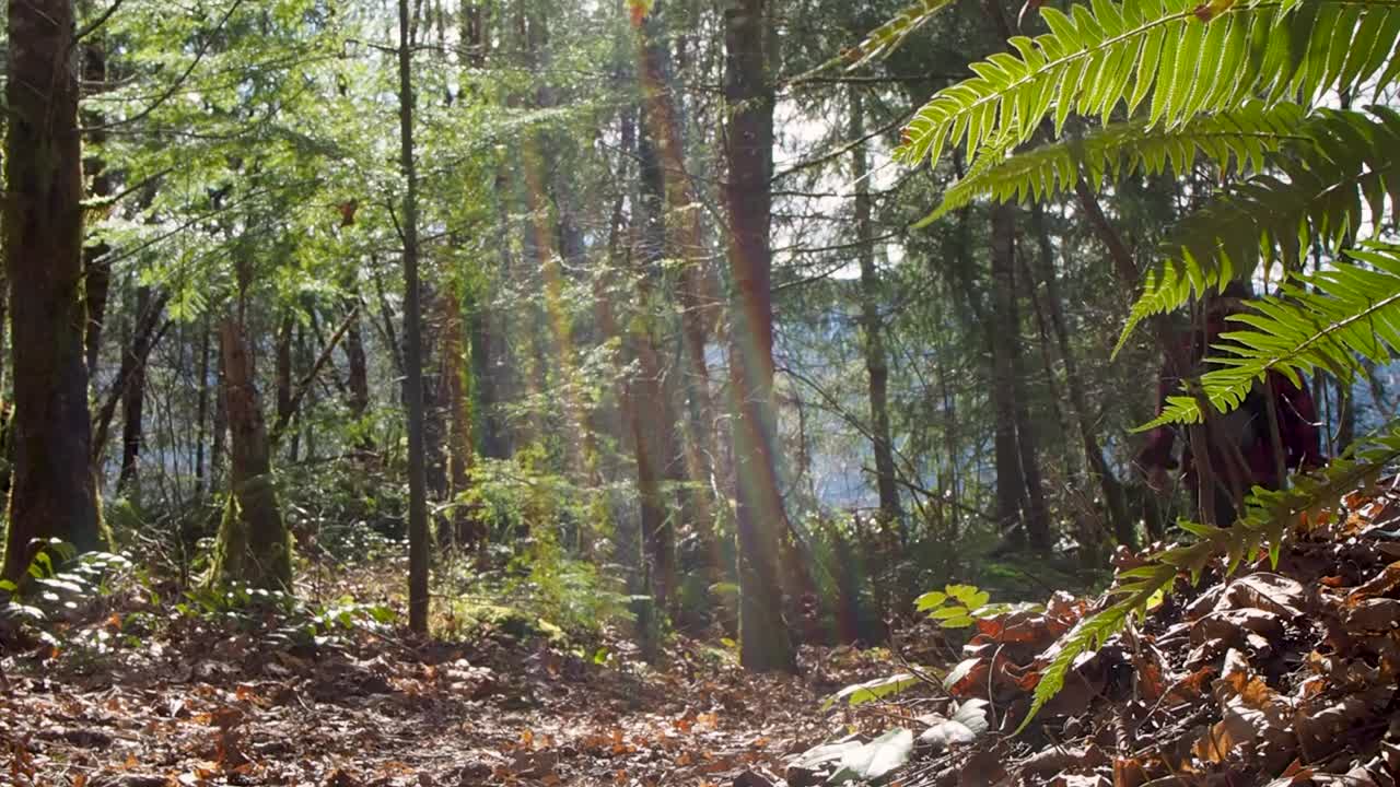 hombre caminando en un bosque lluvioso de la costa oeste en la isla de vancouver canadá con helechos en primer plano
