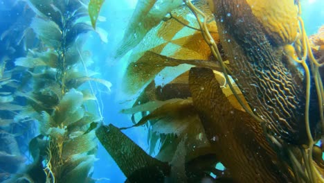 A-magnificent-and-enigmatic-kelp-forest-shrouds-the-richness-of-sea-creatures