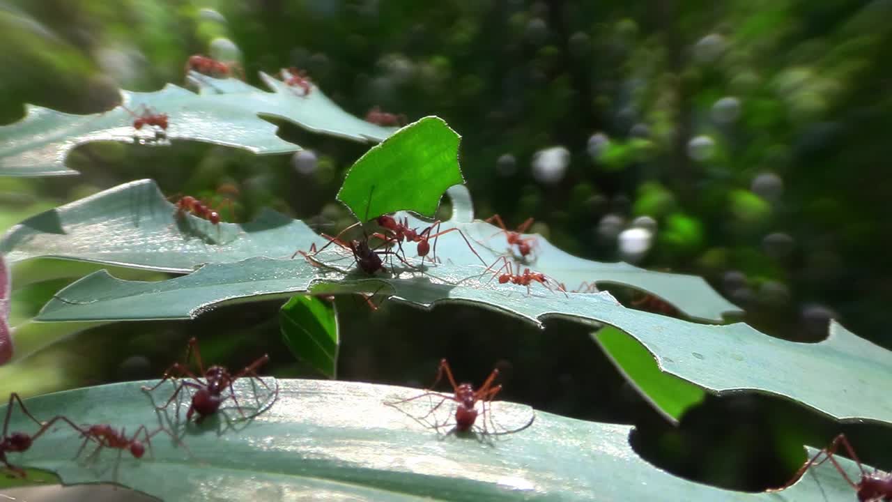 잎사귀 개미는 정글에서 잎사귀를 가로질러 움직인다