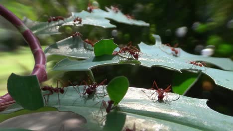 las hormigas cortadoras de hojas se mueven a través de las hojas en la jungla