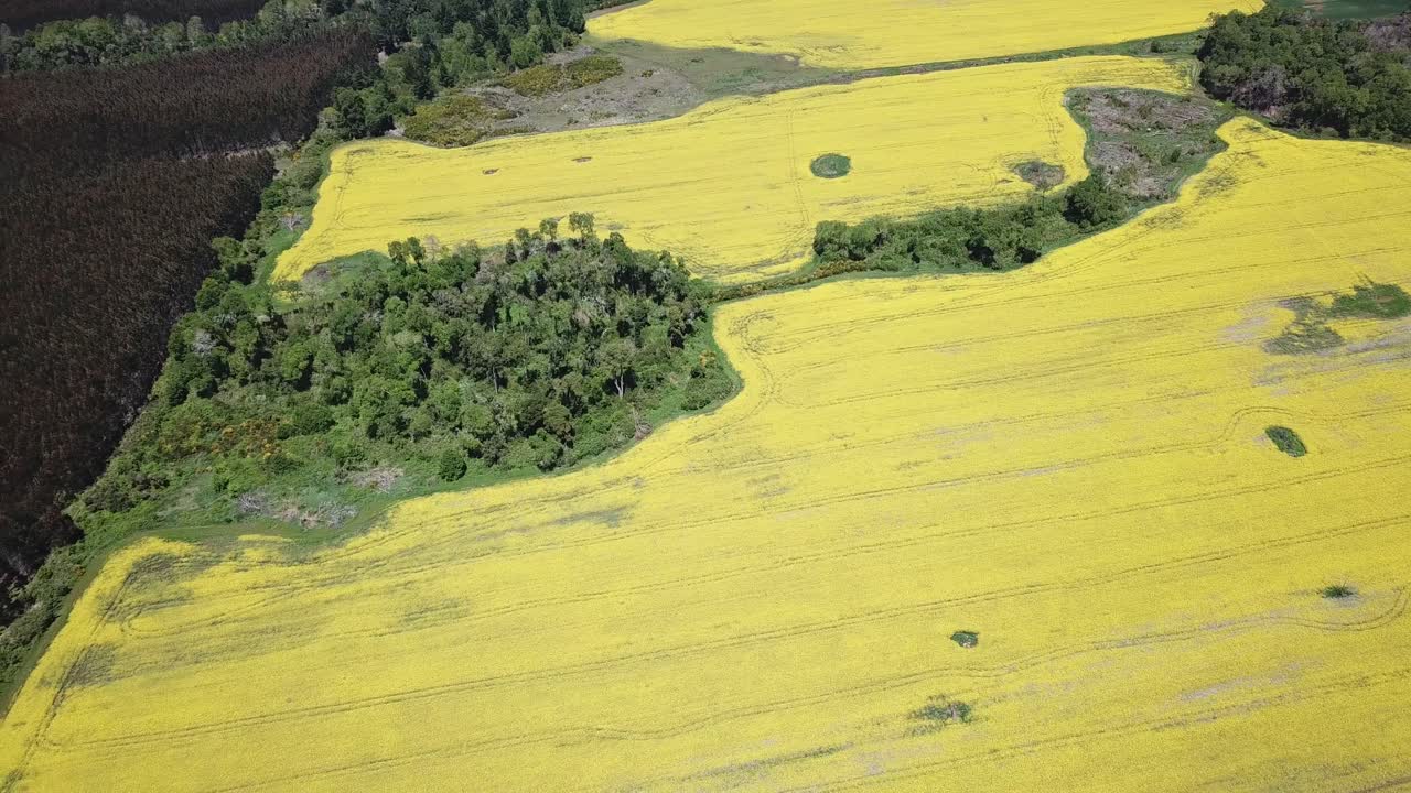 Birdseye Aerial View of Yellow Canola Oil Agricultural Field in Countryside of Chile