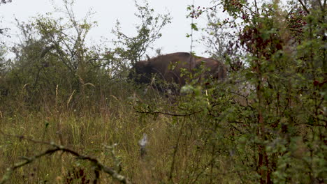 bisonte europeo bonasus alimentándose de hojas de arbusto en un matorral,niebla,chequia