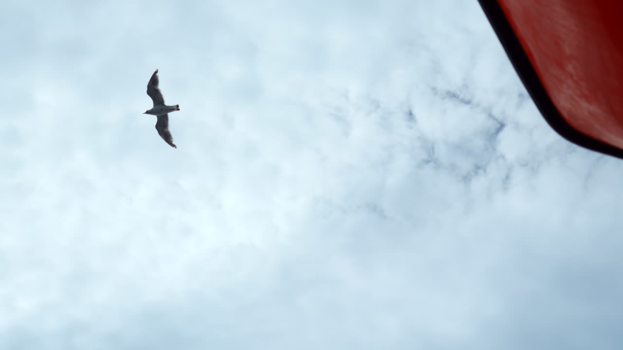 las gaviotas en el cielo