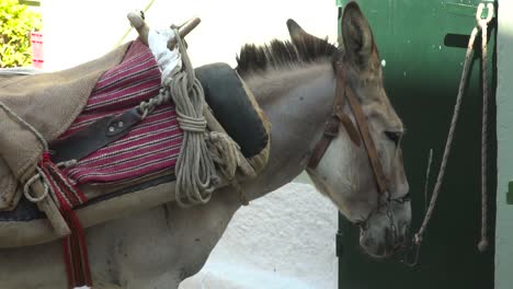 donkey with saddle bound to wall in greek alley close up slow motion