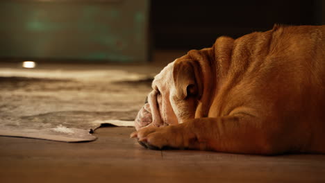 bulldog laying on the floor of a home waiting for the owner to come home