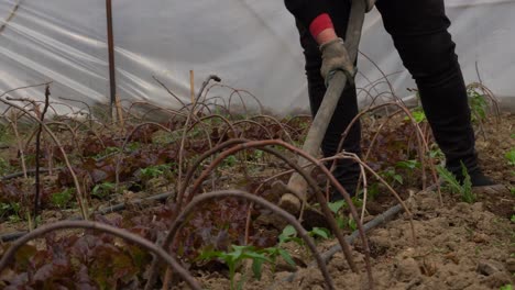 Invernadero-De-Vivero-Con-Ensalada-De-Alimentos-Orgánicos,-Trabajando-El-Suelo