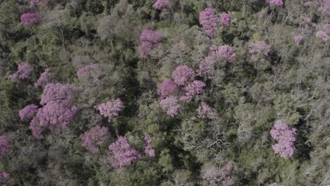 ype rosa en pantanal - imagen de dron avanzando mostrando bosque