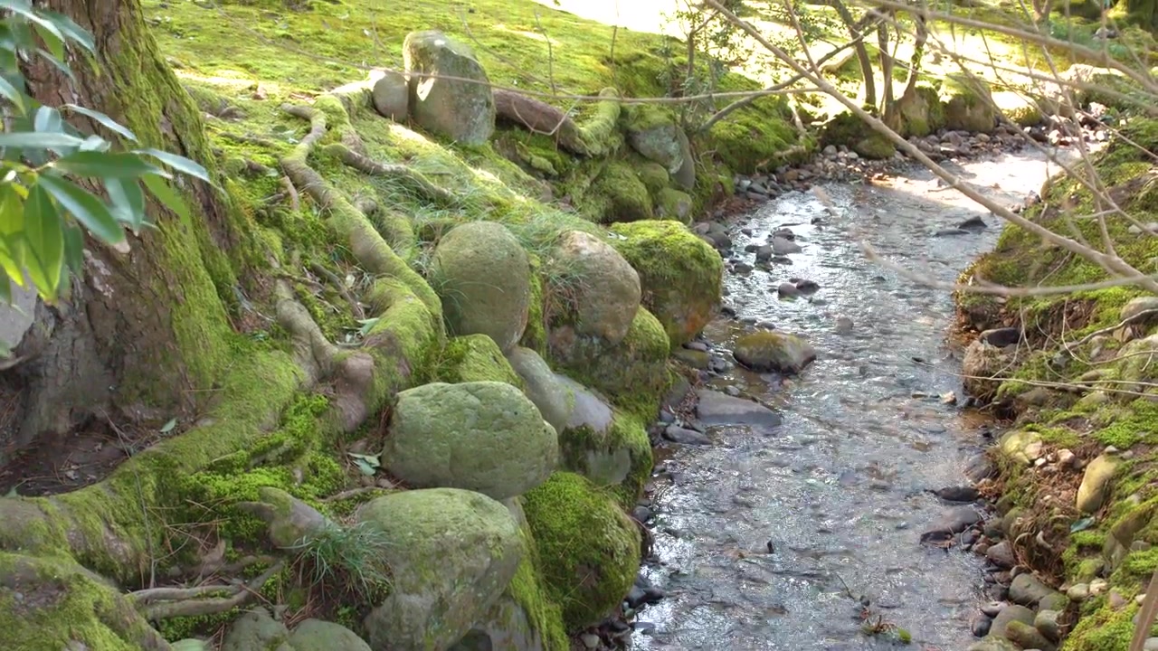 Un doux ruisseau coule le long de pierres moussues et de racines d'arbres dans le jardin Kenrokuen, Kanazawa