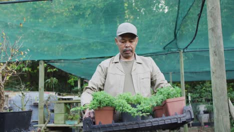 African-american-male-gardener-holding-box-with-plants-at-garden-center