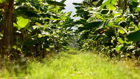 full hd footage from inside a commercial banana plantation on a sunny afternoon