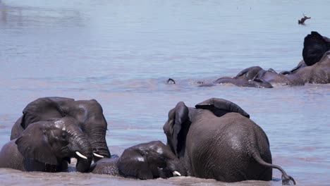 manada de elefantes africanos jugando bañándose en el agua para refrescarse