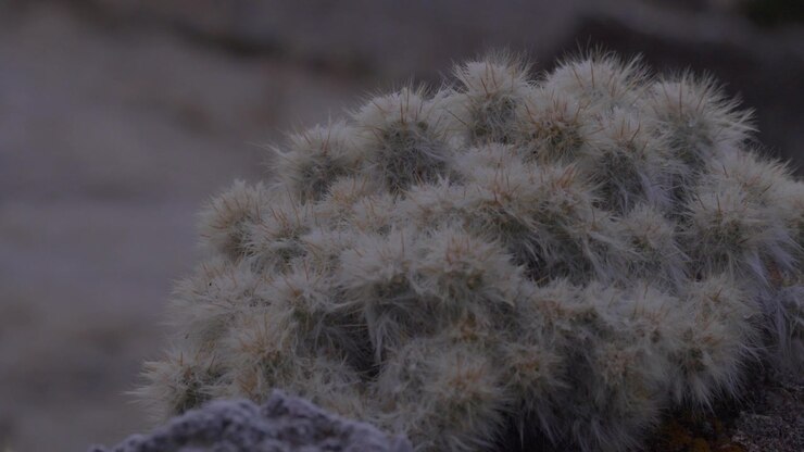 Ripresa macro in primo piano di un cactus andino peloso d'alta quota aggrappato al terreno roccioso di montagna nella Valle Sacra. B-roll di dettagli naturalistici peruviani