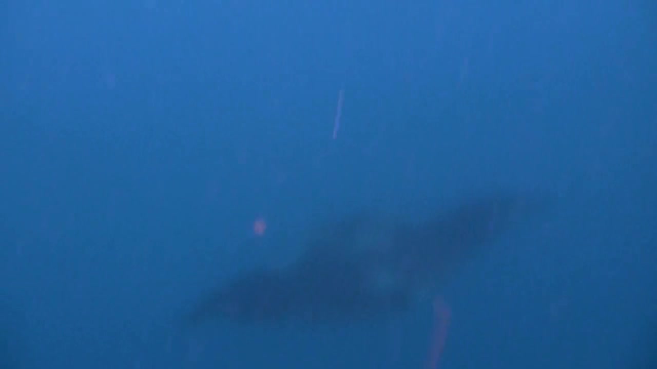 Manta Rays Underwater