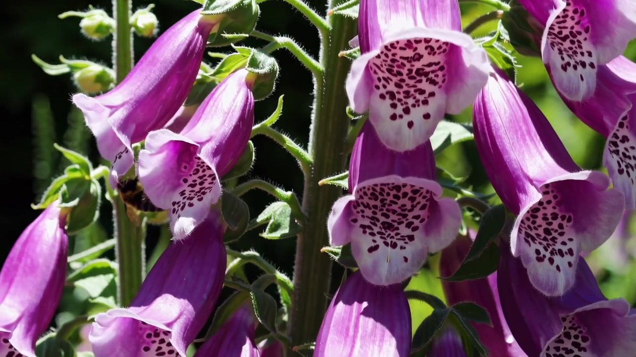 Blommande fingerborgsblommor i en sommarträdgård med ett bi