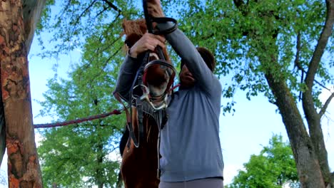 el hombre puso la brida en el hocico del caballo