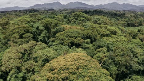 Un-Vuelo-Tranquilo-Sobre-Un-Denso-Bosque-Con-Montañas-En-El-Horizonte